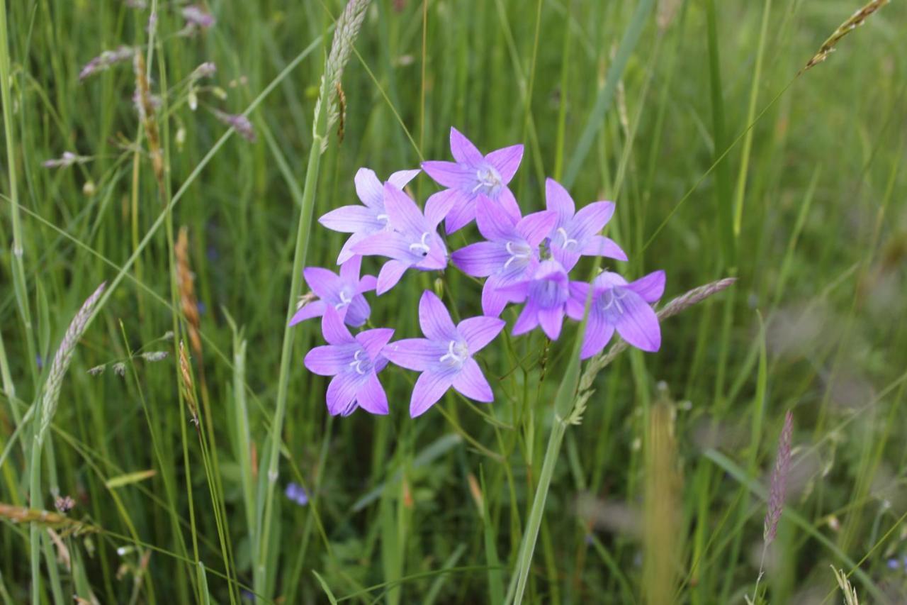 Naturparadies Silvia Alberschwende Kültér fotó