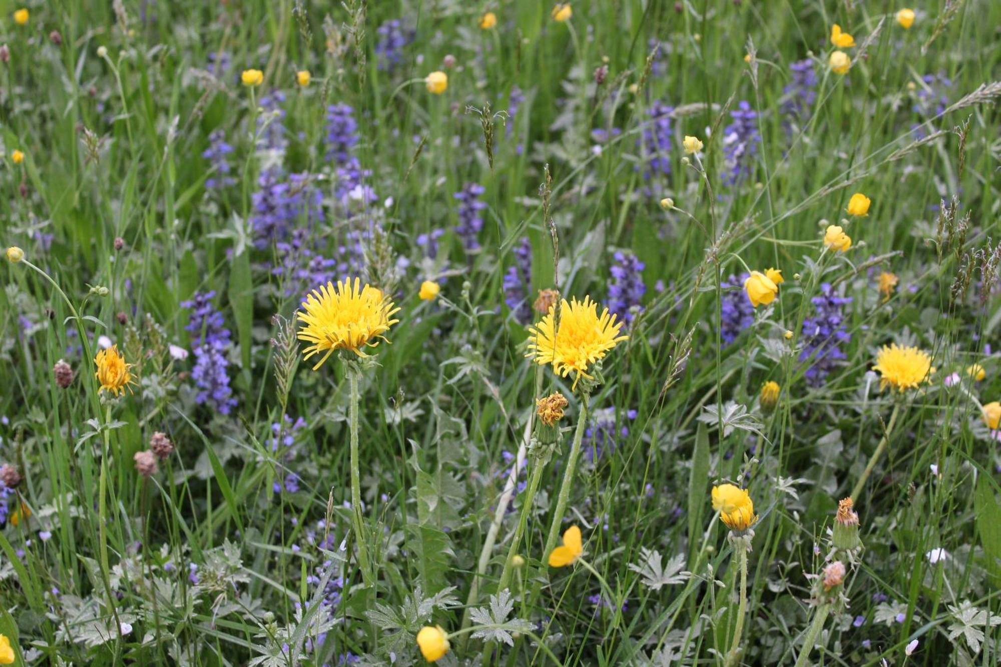 Naturparadies Silvia Alberschwende Kültér fotó